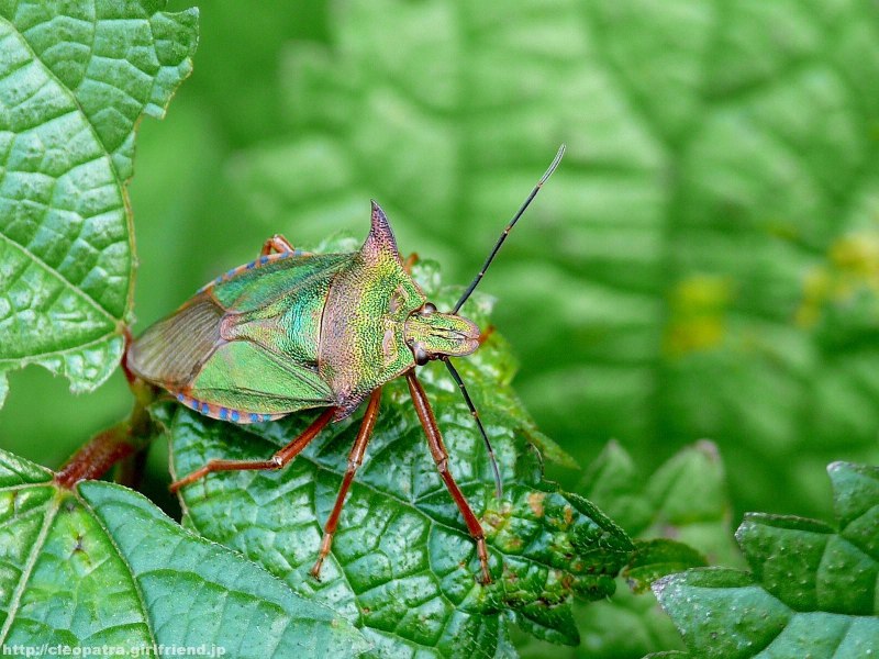 Pentatoma клоп