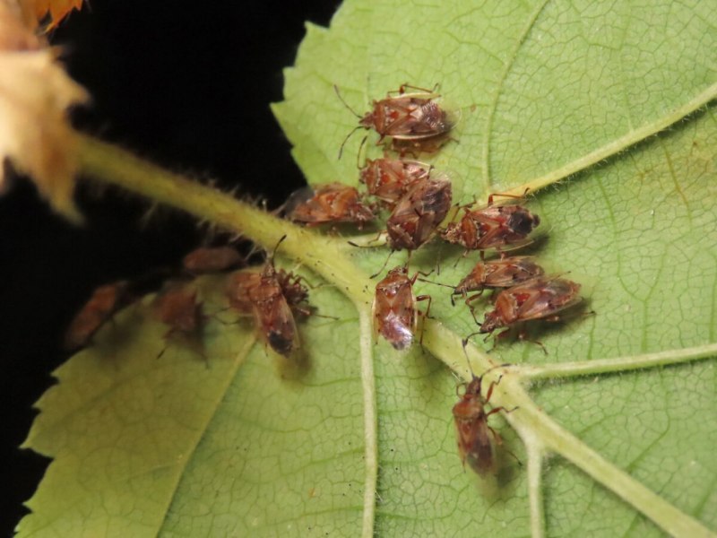 Aelia acuminata