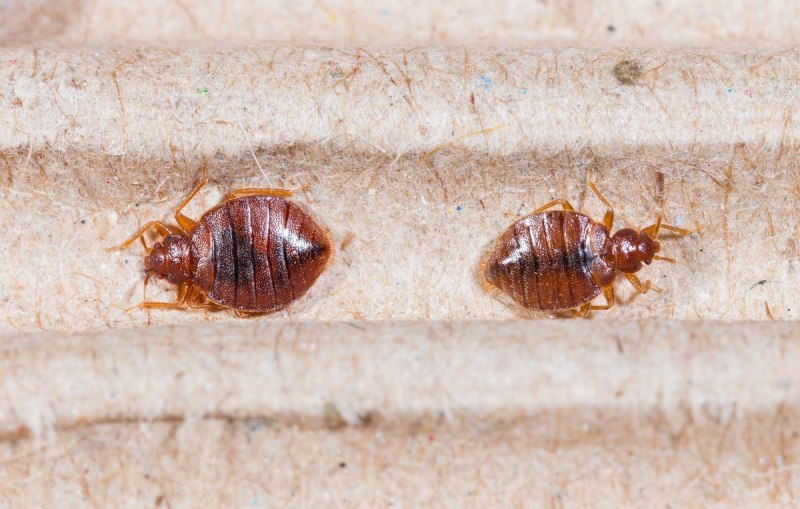 Мраморный щитник Halyomorpha halys