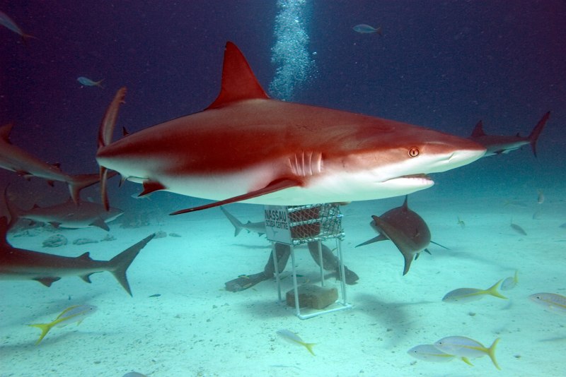 Красная акула (69 фото)