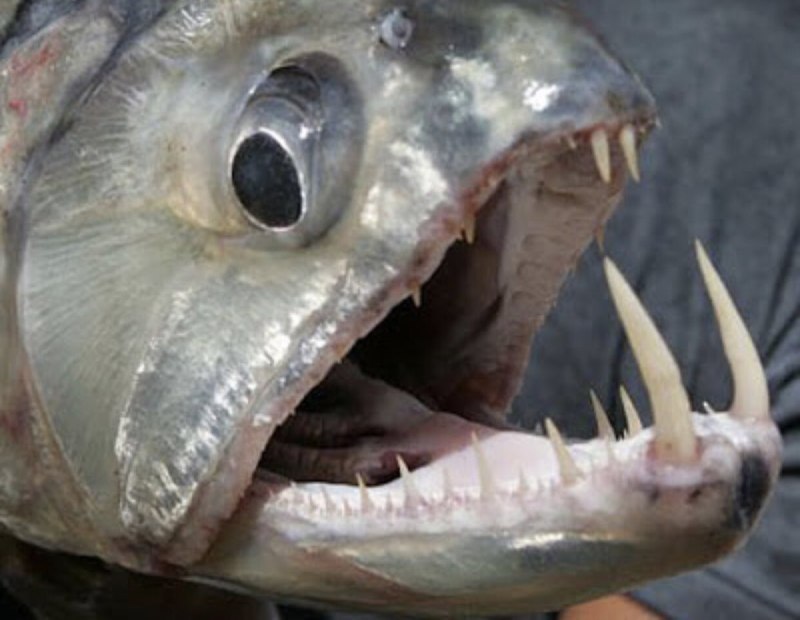 Hydrolycus armatus