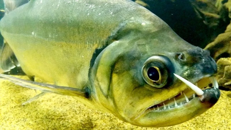 Скумбриевидный гидролик (Payara)