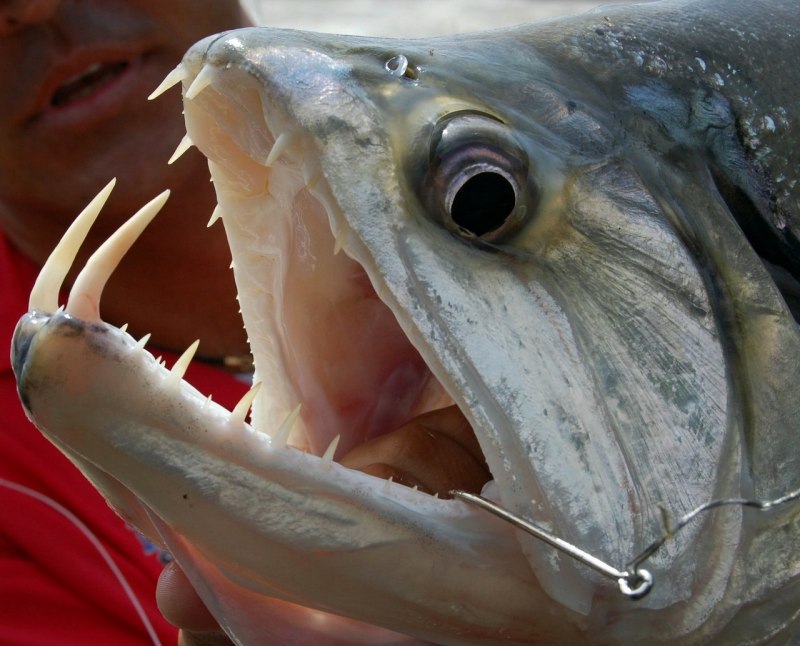 Hydrolycus armatus