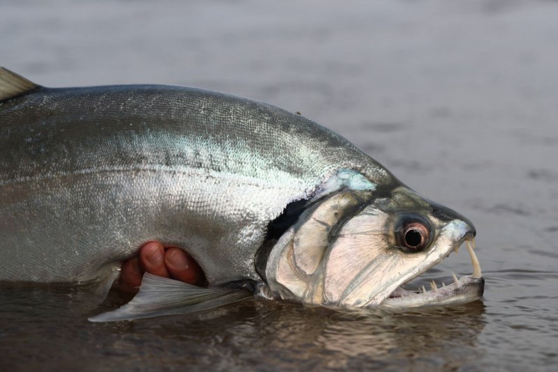 Black Bass рыба