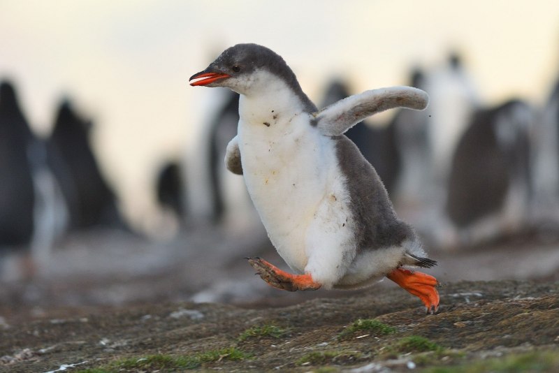Бегущий пингвин (64 фото)