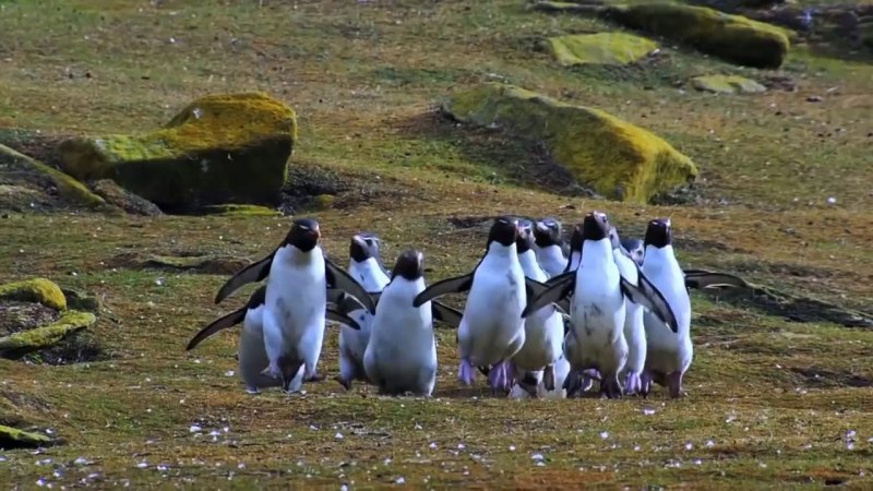Rockhopper Penguins in the Falkland Islands
