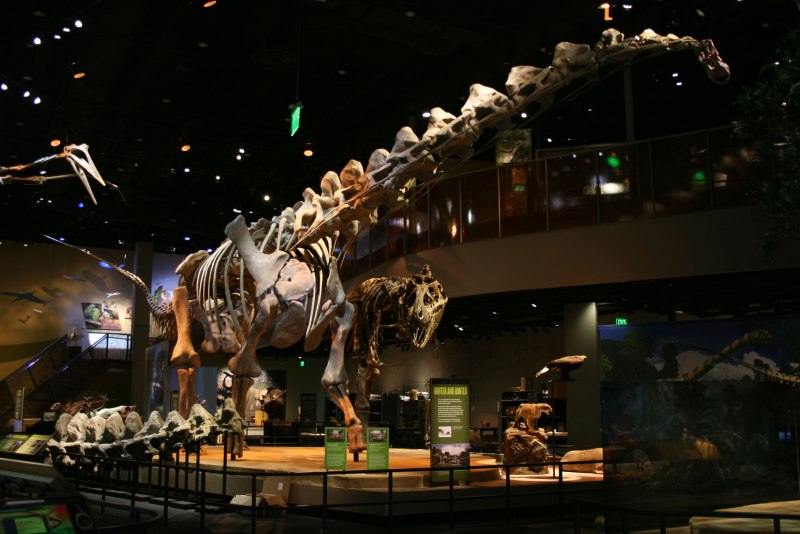 Alamosaurus Saurian