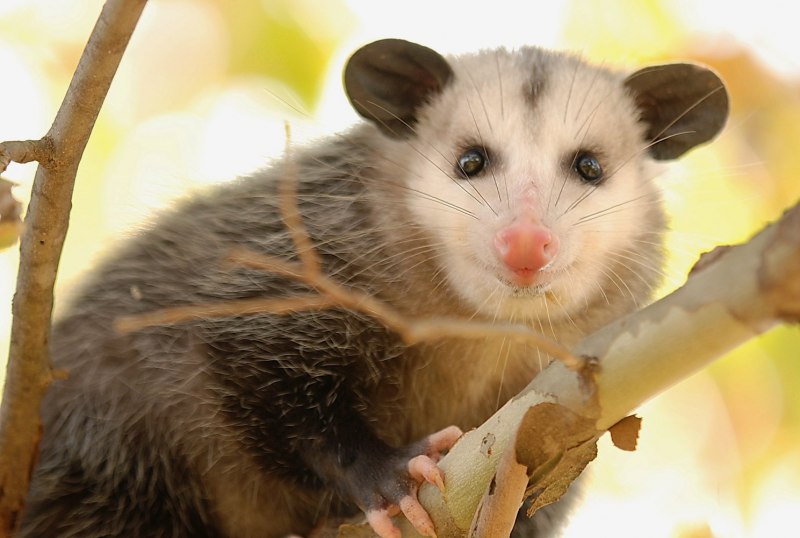 Опоссум (Didelphis virginiana)