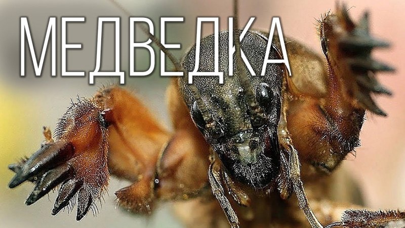 Вредитель картофеля проволочник