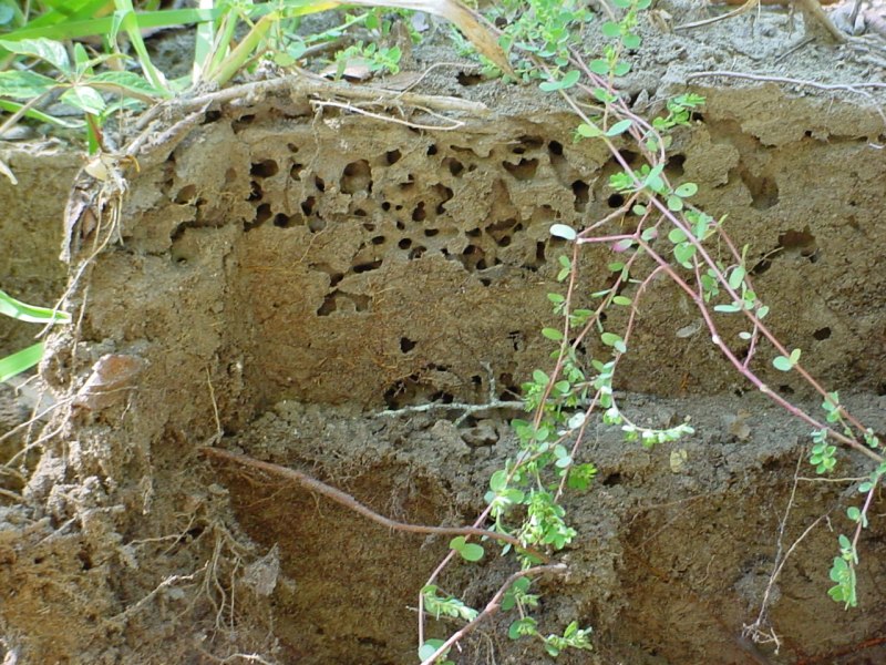 Дождевой червь Lumbricus terrestris
