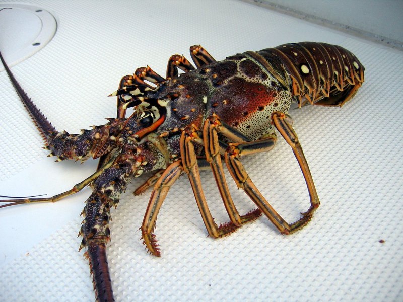 Лангустов Panulirus Argus