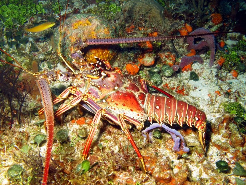 Лангустов Panulirus Argus