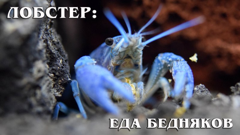 Лобстеры лангусты омары