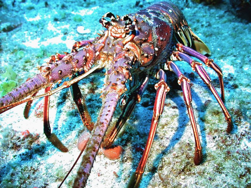Cherax Destructor Yabby в природе
