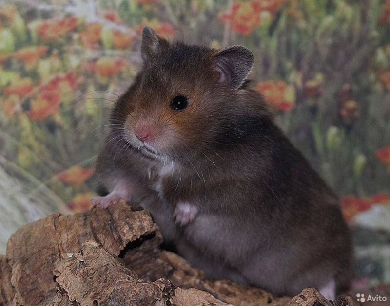 Мандариновый джунгарский хомяк