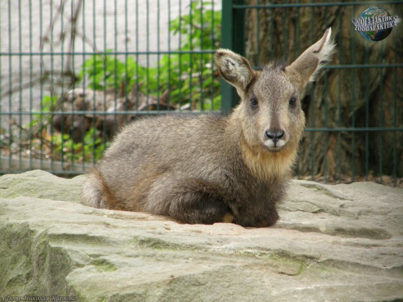 Лазовский заповедник Амурский горал