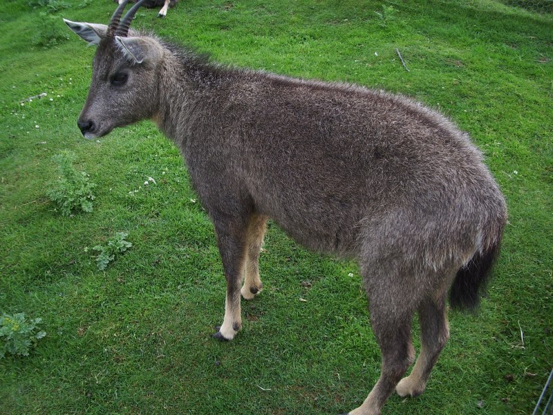 Амурский горал Nemorhaedus caudatus