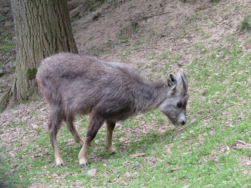 Амурский горал