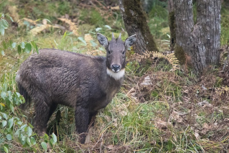 Амурский горал Приморский край