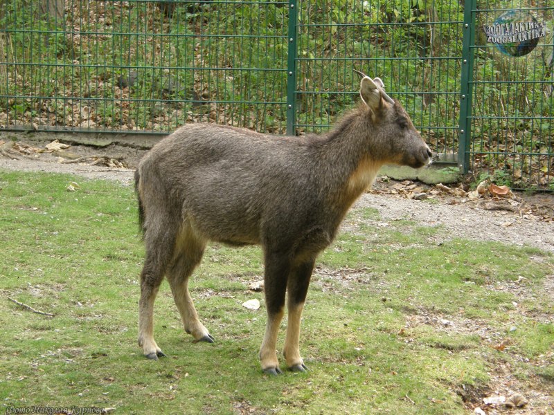 Гималайский горал