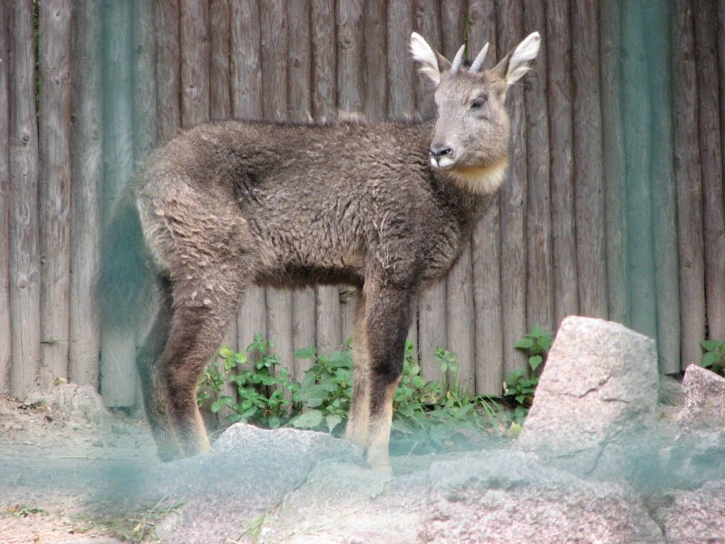 Амурский горал