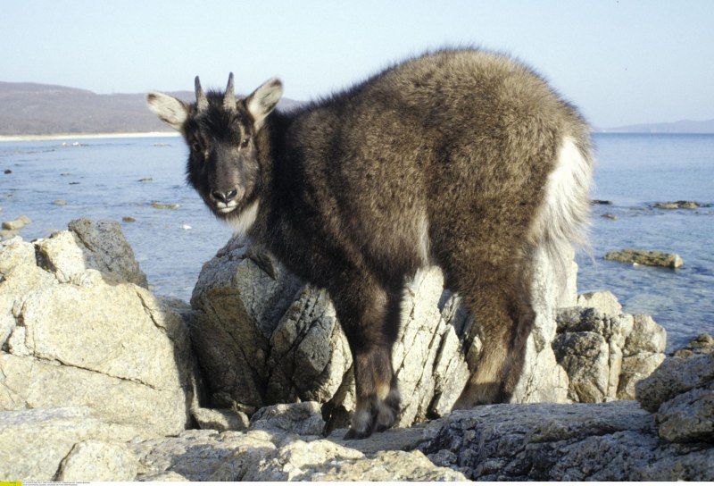 Naemorhedus griseus