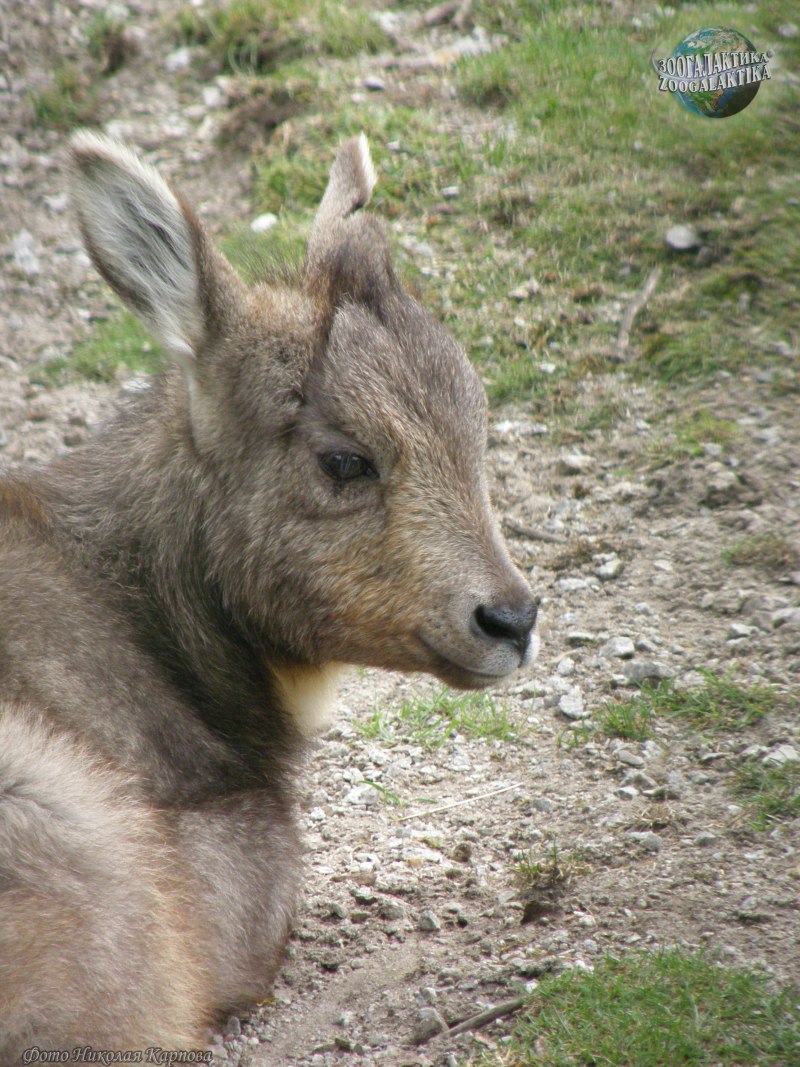 Скелет Амурского Горала