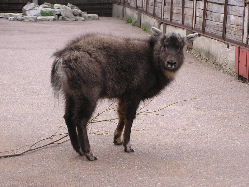 Горал Амурский альбинос