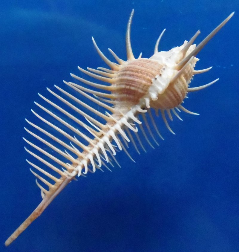 Мурекс украшенный Murex Pecten.