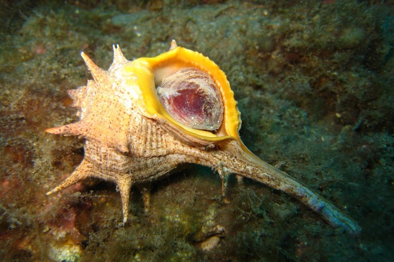Murex Brandaris