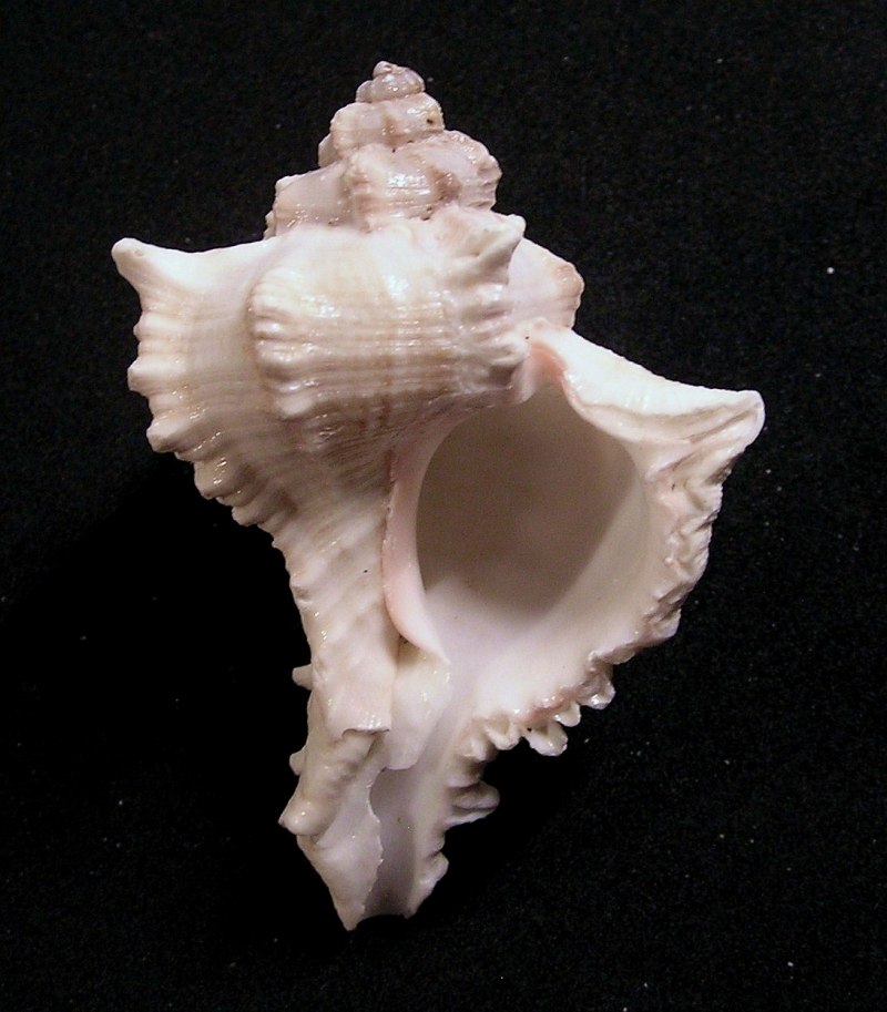 Chicoreus Virginius