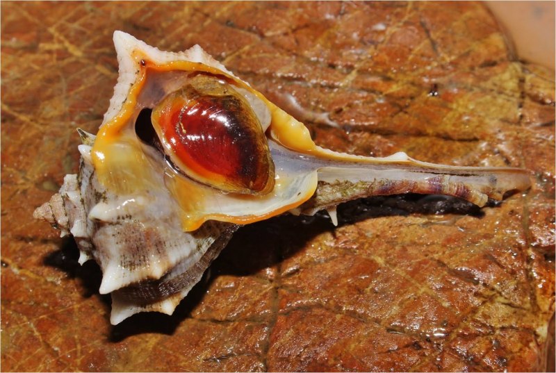 Murex Brandaris