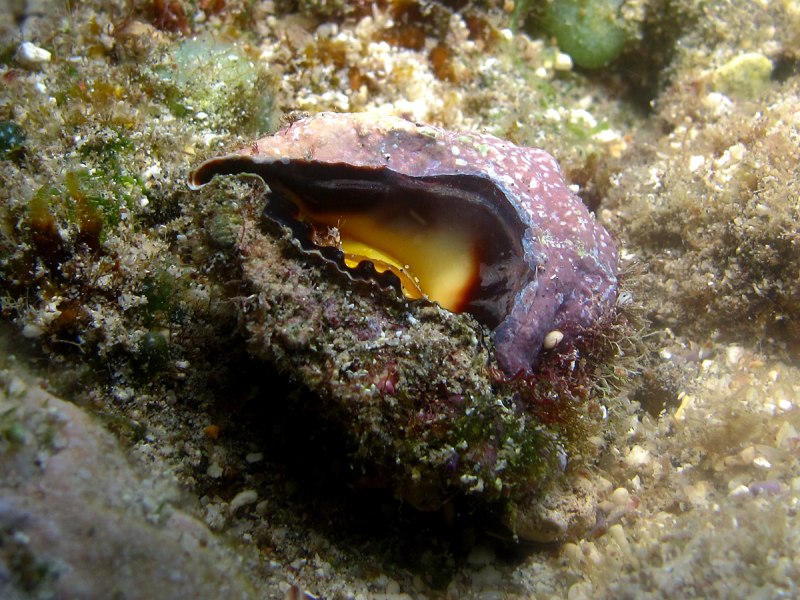 Якогай морская улитка
