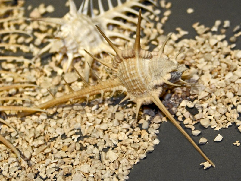 Trophonopsis breviata