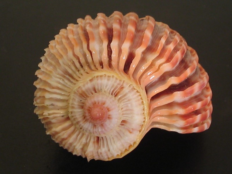 Bolinus cornutus