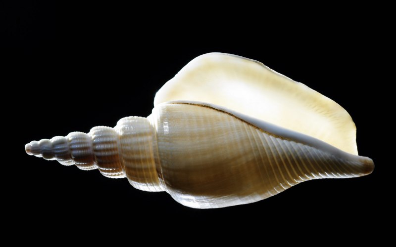 Иглянок (Muricidae),
