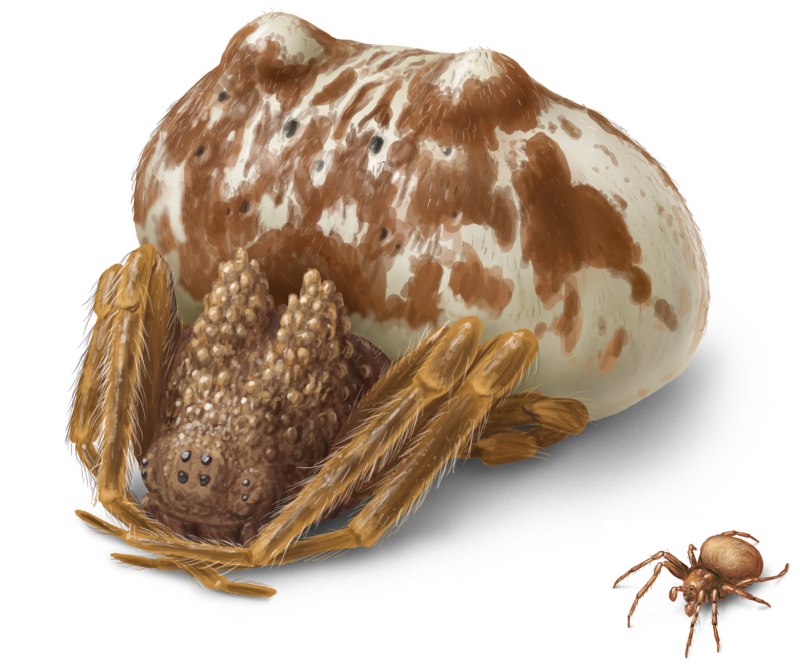 Пауки Mastophora cornigera