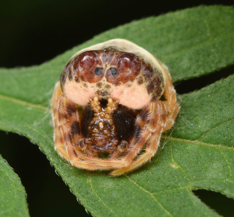 Паук Mastophora gasteracanthoides
