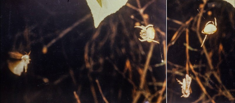 Паук-кругопряд (Araneidae)