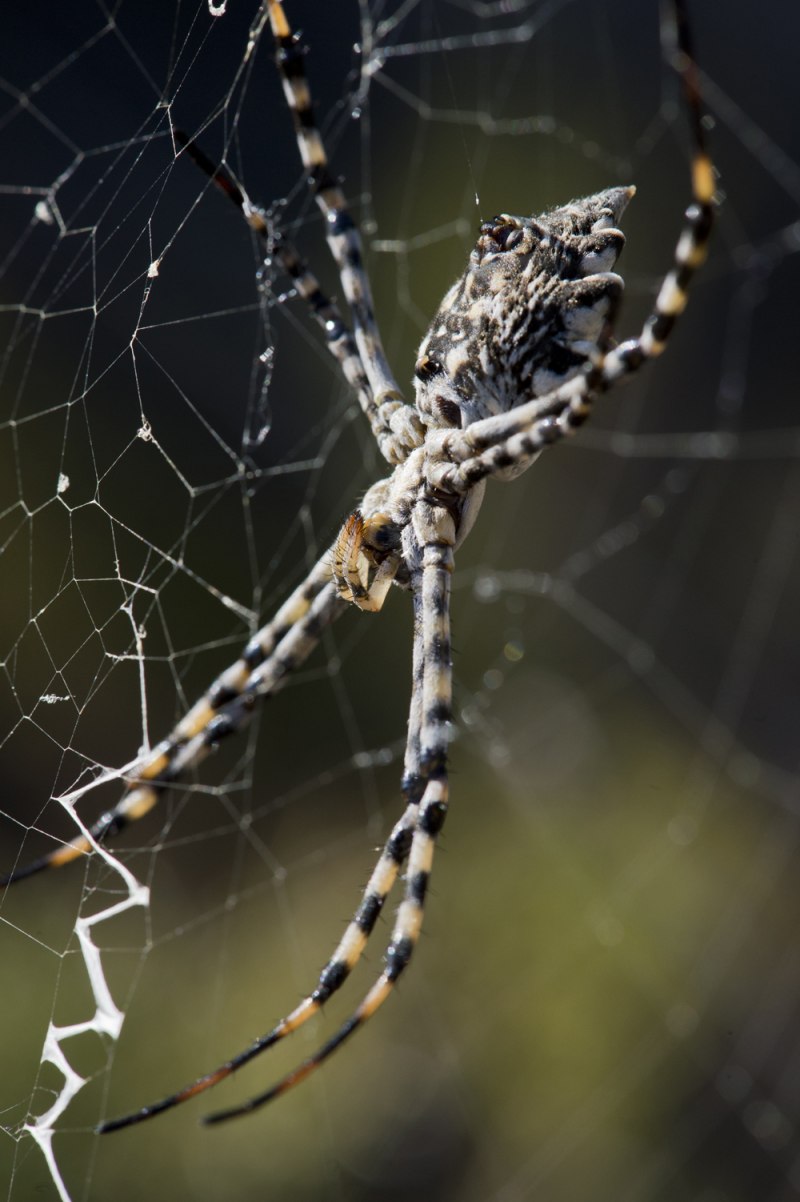 Паук золотопряд Nephila