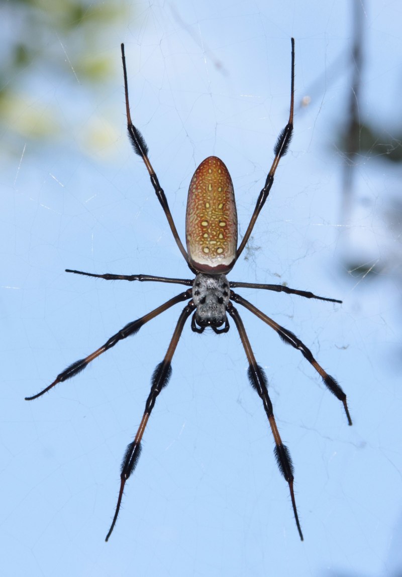 Паук Araneus SP