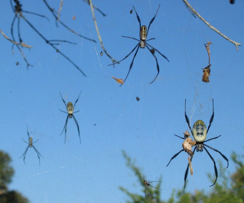 Argiope lobata