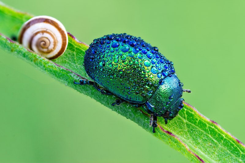 Щитоноска зелёная (Cassida viridis)