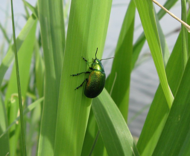 Chrysolina herbacea (Duftschmid, 1825)