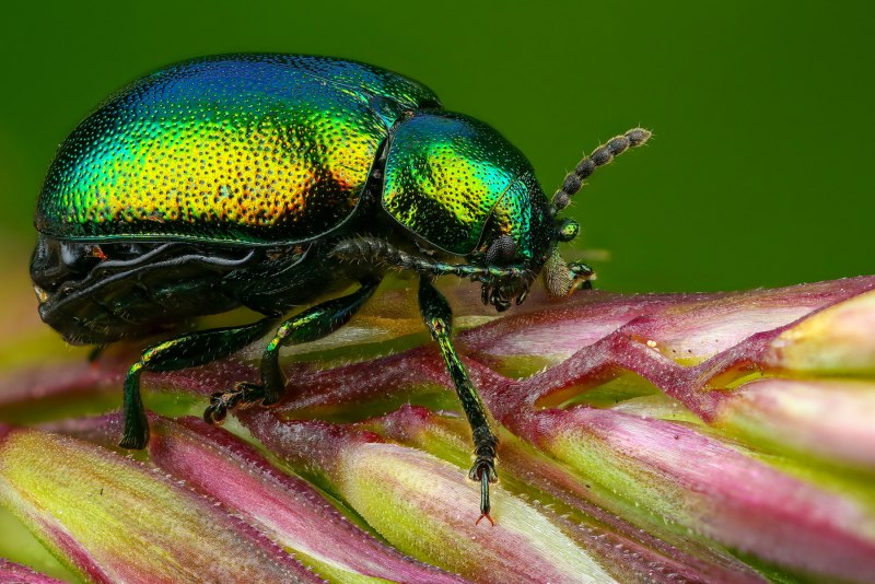 Chrysolina coerulans