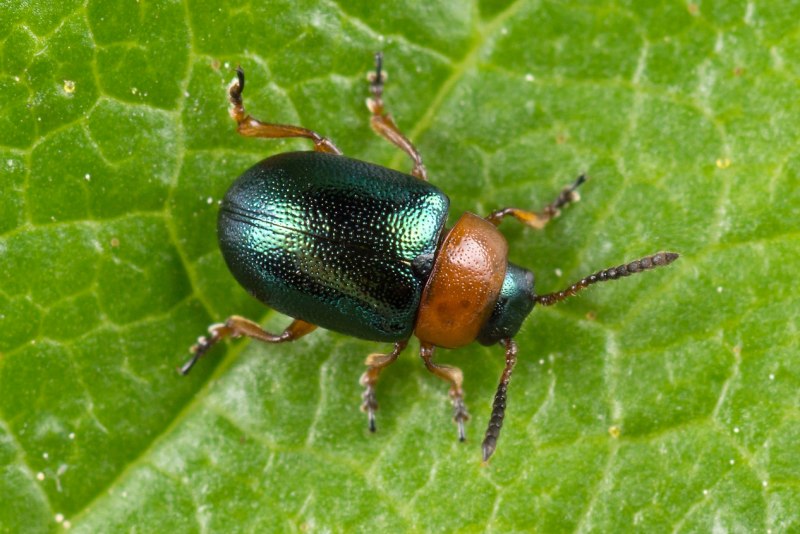 Листоеды семейство - Chrysomelidae