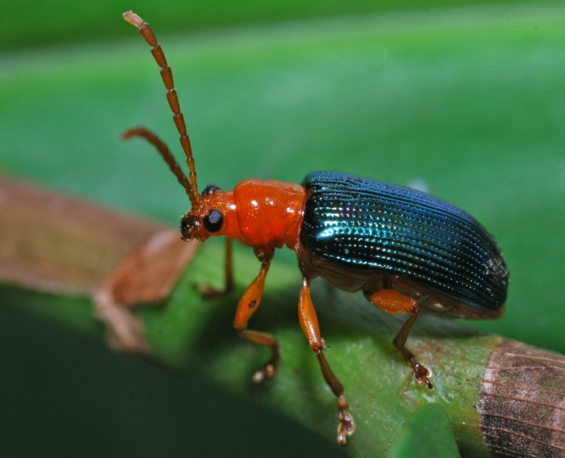 Листоед Chrysolina polita