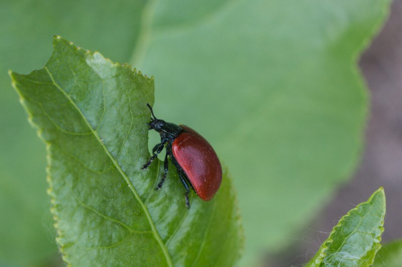 Chrysolina Americana