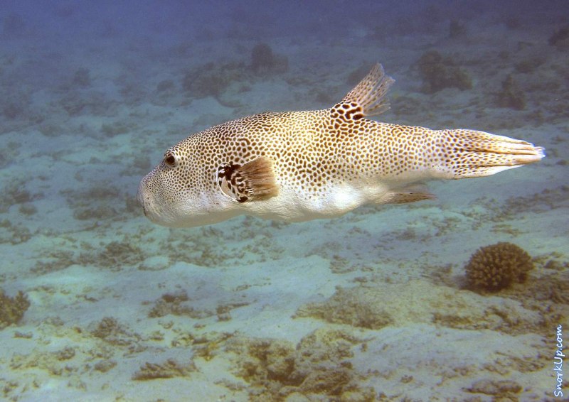Arothron hispidus