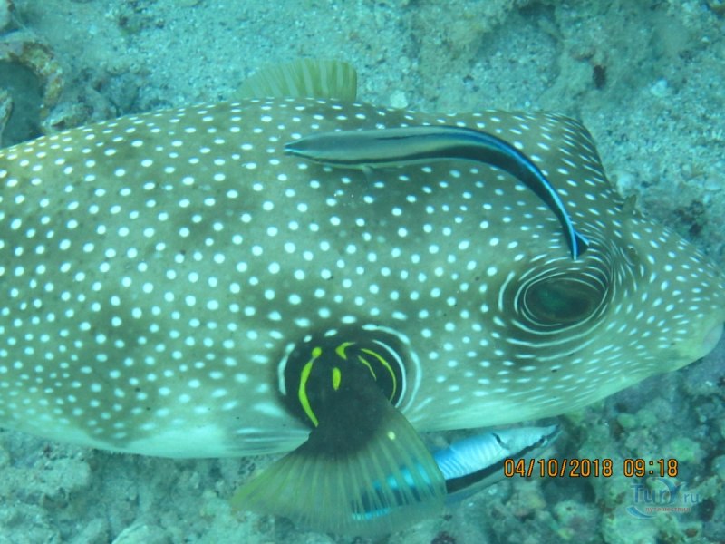 Рыба Arothron nigropunctatus